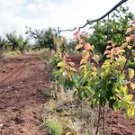 Masseria Piutri * Торкьяроло