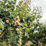 Фермерский дом Masseria Piutri