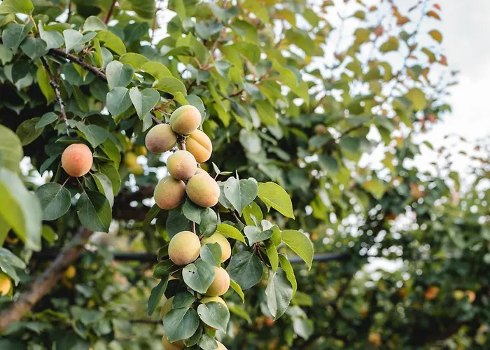 Lantgård Masseria Piutri